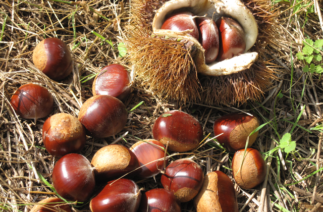 栗拾い