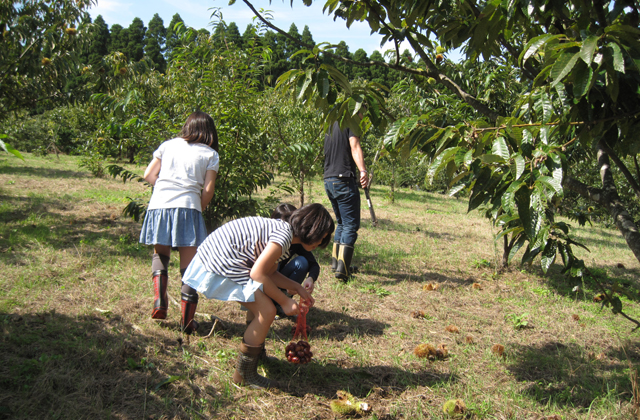 栗拾い