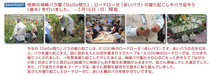 長恒例の神崎バラ園「GoGo祭り」。ローテローゼ（赤いバラ）の掘り起こしやバラ苗作り（接木）を行いました。