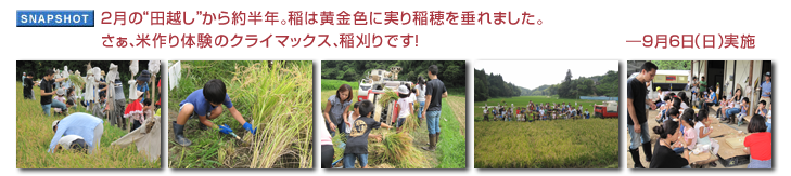 2月の“田越し”から約半年。稲は黄金色に実り稲穂を垂れました。さぁ、米作り体験のクライマックス、稲刈りです！