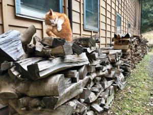 猫と薪