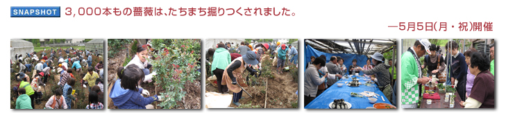 3,000本もの薔薇は、たちまち掘りつくされました。― 5月5日(月・祝)開催