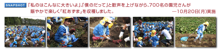 「私のはこんなに大きいよ」、「僕のだって」と歓声を上げながら、700名の園児さんが賑やかで楽しく『紅あずま』を収穫しました。 ― 10月20日(月)開催