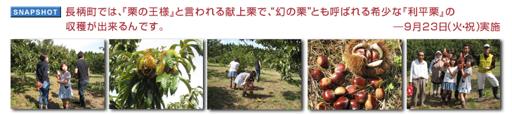 長柄町では、『栗の王様』と言われる献上栗で、“幻の栗”とも呼ばれる希少な『利平栗』の収穫が出来るんです。― 9月23日(火・祝)実施