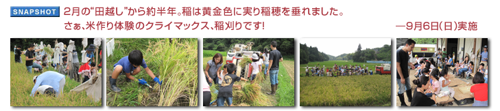 2月の“田越し”から約半年。稲は黄金色に実り稲穂を垂れました。さぁ、米作り体験のクライマックス、稲刈りです!