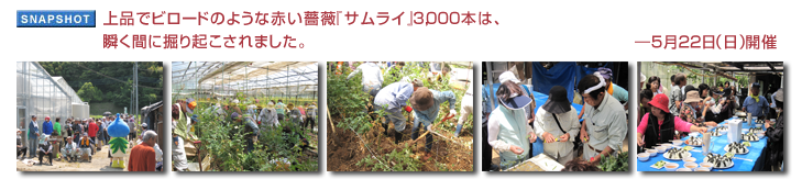 上品でビロードのような赤い薔薇『サムライ』3,000本は、瞬く間に掘り起こされました。―5月22日(日)開催
