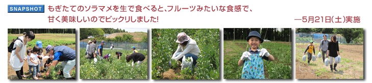 もぎたてのソラマメを生で食べると、フルーツみたいな食感で、甘く美味しいのでビックリしました!―5月21日(土)実施