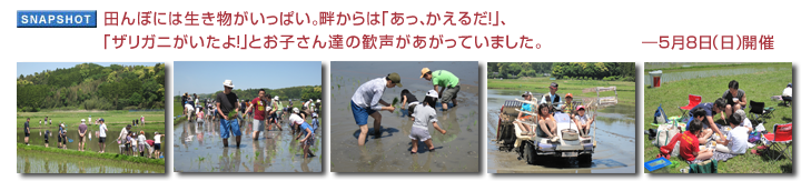 田んぼには生き物がいっぱい。畔からは「あっ、かえるだ!」、「ザリガニがいたよ!」とお子さん達の歓声があがっていました。―5月8日(日)開催