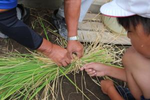 ５年生が古代米の稲刈りを行いました。